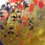 Material Identification Analysis